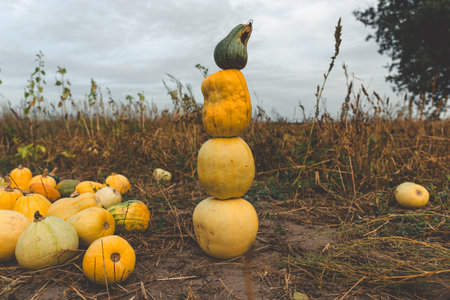 A tower of pumpkins in a field in the village in the evening