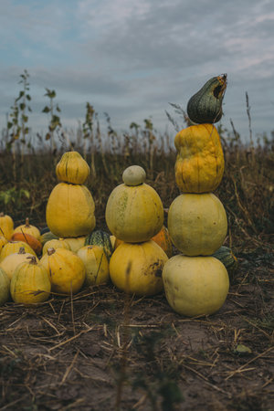 A tower of squash in a field in the village in the eveningの写真素材