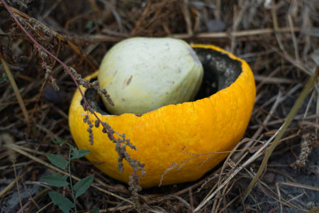 Crushed and rotted pumpkins lie in a field in September.の写真素材