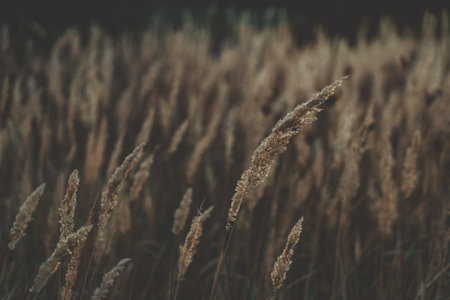 The tall, dry grass sways in the wind. A field of wild grass in the villageの写真素材