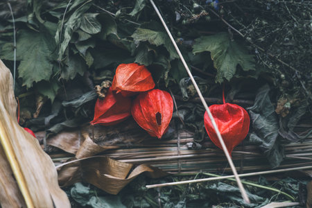 Physalis. Flowers are lanterns. Autumn background from the gifts of natureの写真素材