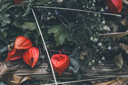 Physalis. Flowers are lanterns. Autumn background from the gifts of nature