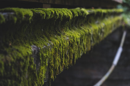 The concrete bridge over the river was covered with thick, green moss. Mossの写真素材