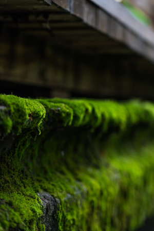 The concrete bridge over the river was covered with thick, green moss. Mossの写真素材