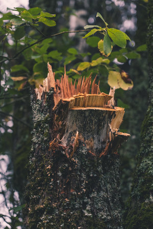 A broken tree in the garden. A piece of broken wood. A broken tree trunkの写真素材