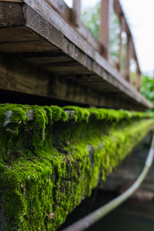 The concrete bridge over the river was covered with thick, green moss. Moss