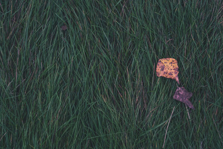 Autumn background is green, thick grass with dry leaves on it. Top-down viewの写真素材