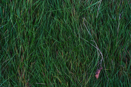 Green, thick grass with dry leaves on it. Top-down viewの写真素材