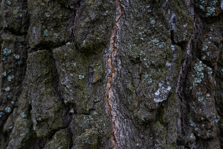 Thick, old, birch bark up close. Background birch bark
