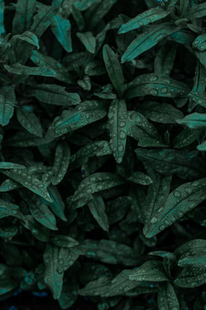 Drops of water on the leaves of dark green grass. Grass, leaves backgroundの写真素材