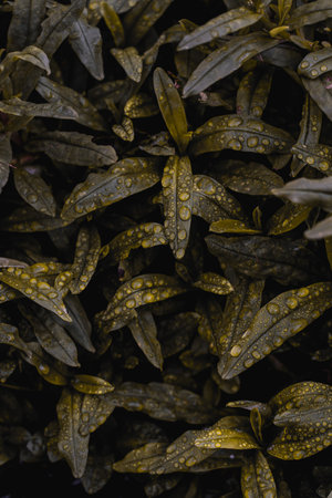 Drops of water on the leaves of dark green grass. Grass, leaves backgroundの写真素材