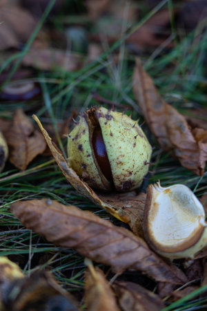 Chestnuts in the grass. Chestnut in October. Dry chestnutsの写真素材