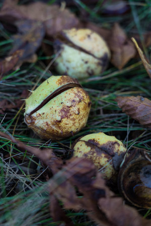 Chestnuts in the grass. Chestnut in October. Dry chestnutsの写真素材