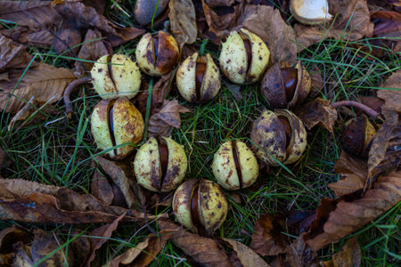 Chestnuts in the grass in the shape of a heart. Chestnut heart. Chestnut fruitsの写真素材