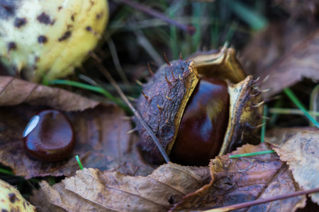Chestnuts in the grass. Chestnut fruits. Big and small chestnutの写真素材