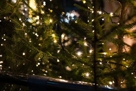 Christmas tree in close-up. Garland on the branches of a fir tree