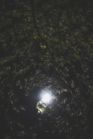 Street lamp in the park at night, light through the foliage of treesの写真素材