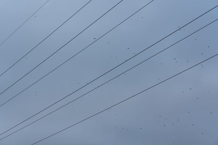 Wires of power lines on the background of the sky. Minimalism, birds in the sky. High quality photo