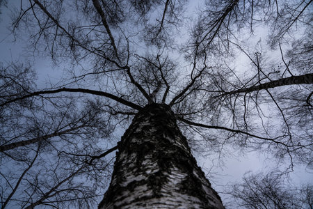 Birch tree crown with a view of the cloudy sky in winter. Bottom-up view of tree branches. High...