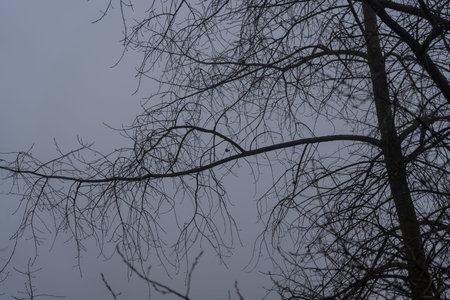 Bare tree branches in a thick fog. Gloomy cloudy weather. High quality photo