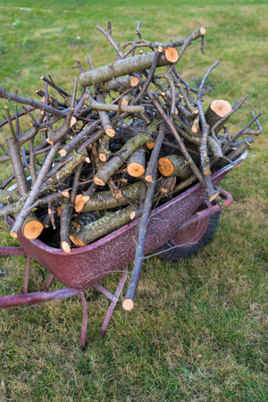 A bunch of dry branches are stacked in a wheelbarrow. Country life. High quality photoの写真素材
