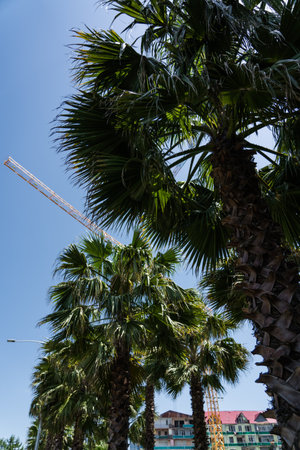 Palm trees on the background of a crane and a clear sky. Batumi, Georgia. A sunny day. High quality photoの写真素材