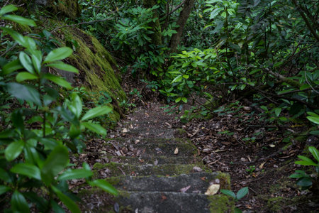 Stone steps down in an old dense forest. High quality photoの写真素材
