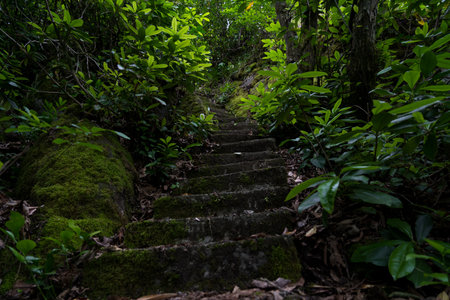 Concrete steps down in a dense forest. High quality photoの写真素材
