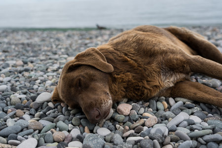 A sleeping brown street dog sleeps on a stone beach. High quality photoの写真素材