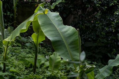 Large banana tree leaves in the park. High quality photoの写真素材