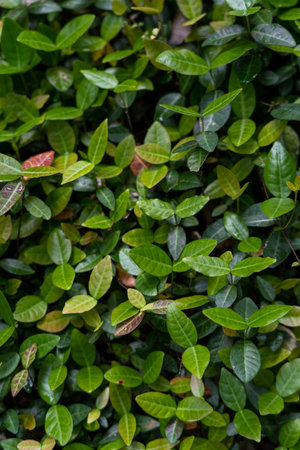 Shrub leaves background, green foliage background, maximalism. High quality photoの写真素材