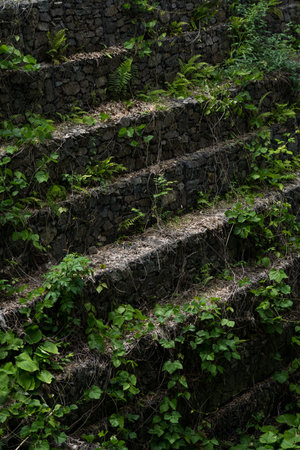 The stone steps are covered with moss and vines. High quality photo