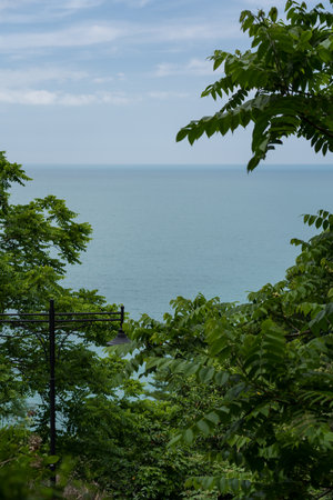 Sea view in the botanical garden in Georgia, view through palm trees and trees, framing. High quality photoの写真素材