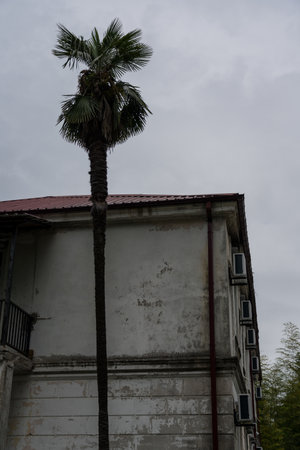 A lonely palm tree against the background of an old building and an overcast sky. High quality photoの写真素材