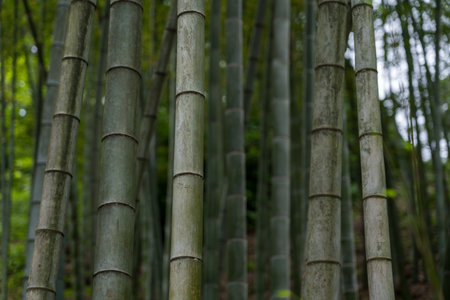 Bamboo stalks in the botanical garden in Georgia. Bamboo background. High quality photoの写真素材