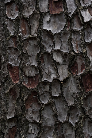 The bark of the cedar tree. cora background. Close-up of the bark. High quality photoの写真素材