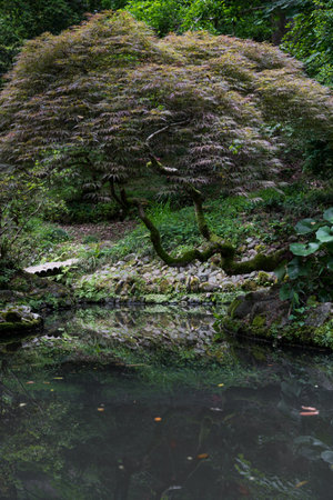 Japanese garden with lake in Batumi Botanical Garden, Georgia. High quality photoの写真素材