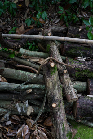 Cut tree branches. firewood close-up. High quality photoの写真素材