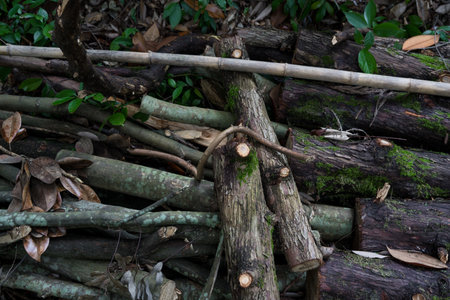 Cut tree branches. firewood close-up. High quality photoの写真素材