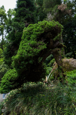 Japanese garden in the Botanical Garden of Georgia. Asian plants. Shrubs. High quality photoの写真素材