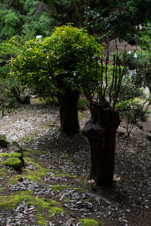 Botanical garden in Georgia. shrubs in the garden. High quality photoの写真素材