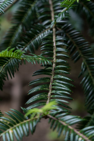 Branches of Cephalotaxus harringtonii close-up. Japanese plum tree in the Botanical Garden of Georgia. High quality photoの写真素材