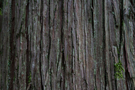 Sequoia bark background. Sequoia bark close-up. High quality photoの写真素材