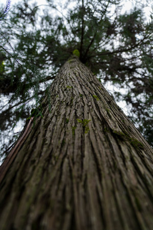 Tall sequoia tree view from bottom to top. Sequoia at the Botanical Garden in Georgia. High quality photoの写真素材