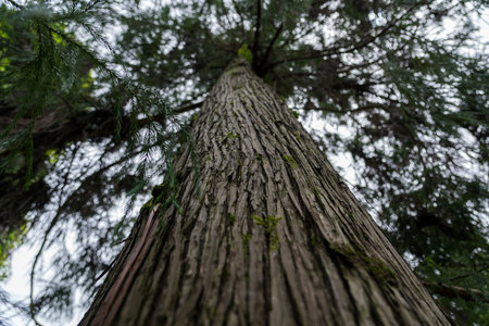 Tall sequoia tree view from bottom to top. Sequoia at the Botanical Garden in Georgia. High quality photoの写真素材
