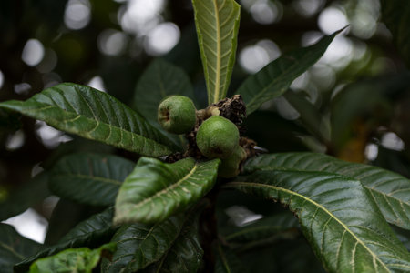 Unripe Japanese Medlar fruits in the Botanical Garden in Georgia. High quality photoの写真素材