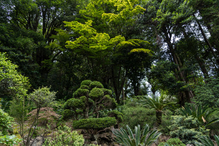 Japanese garden in the Botanical Garden of Georgia. Asian plants. Shrubs. High quality photoの写真素材