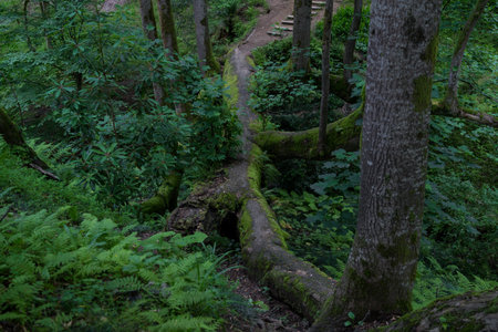 An old tree bridge in a botanical garden in Georgia. High quality photo