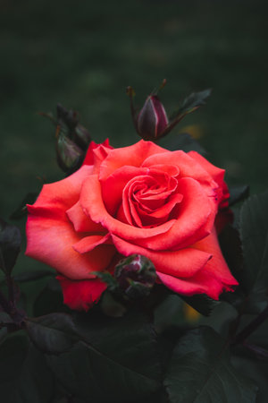 A red, lush rose in the garden of Batumi, Georgiaの写真素材