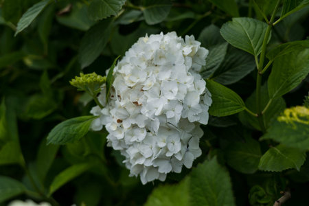 Hydrangeas in the Botanical Garden
